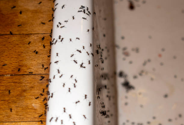 Best Flea Control Services  in Bloomingdale, TN