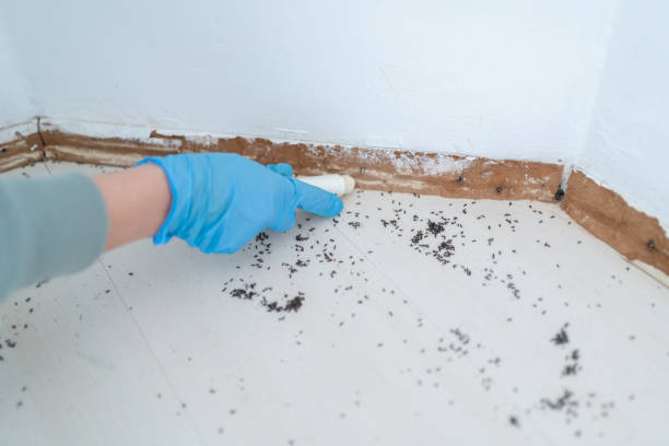Best Cockroach Control Services  in Bloomingdale, TN